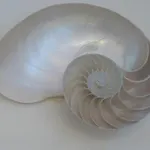 شقة Nautilus *