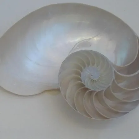 Apartament Nautilus *