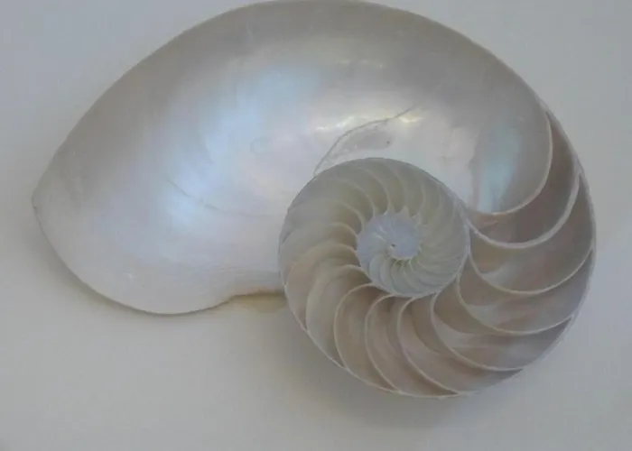 アパート Nautilus *